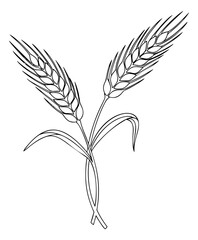 Obraz premium Line art illustration of two wheat ears depicting grain stalks with leaves for agriculture and harvest design