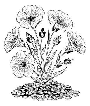 Engraving illustration of flax plant depicting blooming flowers with seeds pile for botanical and herbal design