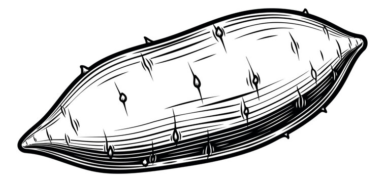 Engraving illustration of a nopal cactus pad depicting spiny texture and botanical detail for food and nature design