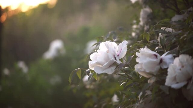 Peonies flowers blooming in spring garden, white paeonia suffruticosa sways in the wind at sunset, dreamy springtime flora, beautiful botanical nature bloom, gust of wind.