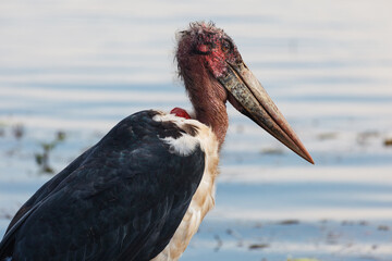 Fototapeta premium Closeup of the red head of the Grus carunculata, wattled crane,
