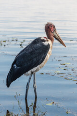 Fototapeta premium Closeup of the red head and body of the Grus carunculata, wattled crane,