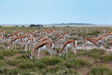 Closeup of large herd of springbok antelope grazing © Pete Niesen Photo