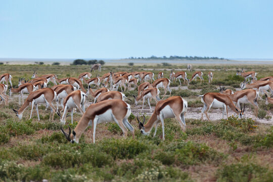 Closeup of large herd of springbok antelope grazing