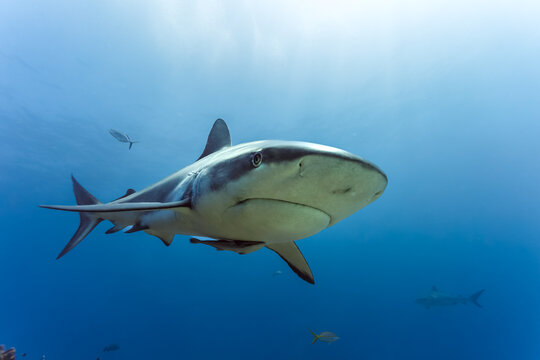 Close up of caribbean reef shark ,  Carcharhinus perezii,   swims in open blue waters with remora fish attached