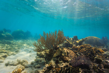 Sunlight shines down through blue-green waters on a shallow tropical coral reef © Pete Niesen Photo