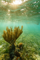 Sunset light shines on soft branching coralsea whip, Leptogorgia virgulata, on shallow reef © Pete Niesen Photo