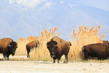 Great Salt Lake buffalo © Pete Niesen Photo