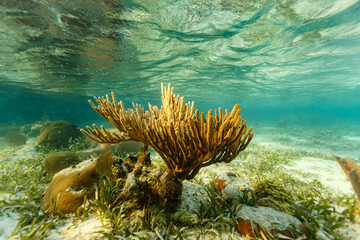 Beautiful sunset light shines on soft branching coralsea whip, Leptogorgia virgulata, on shallow reef © Pete Niesen Photo