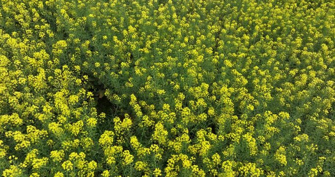 Aerial drone view of cole flower filed in China