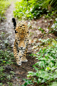 jaguar Panthera onca walking on trail in zoo