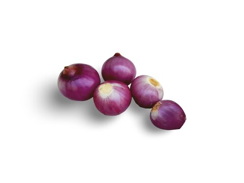 Shallot (Allium cepa L. var. aggregatum) is cultivated and used as a seasoning or cooking ingredient.