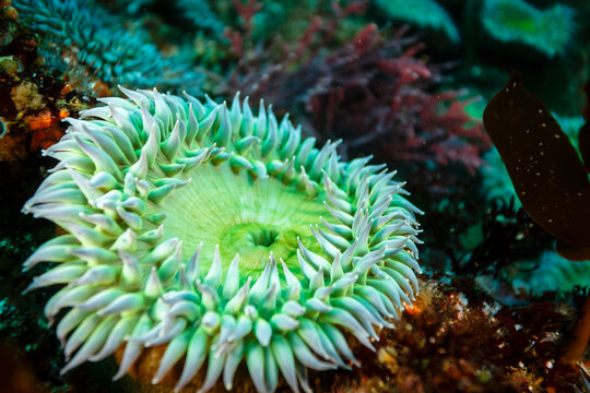 Green sea anemone