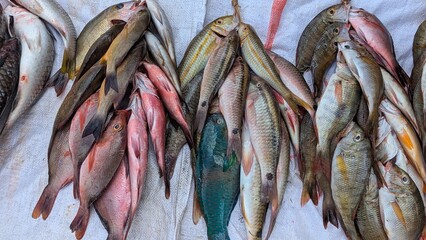 Fototapeta premium Bundles of colourful tropical reef fish for sale at local market in capital city Suva, Fiji in South Pacific