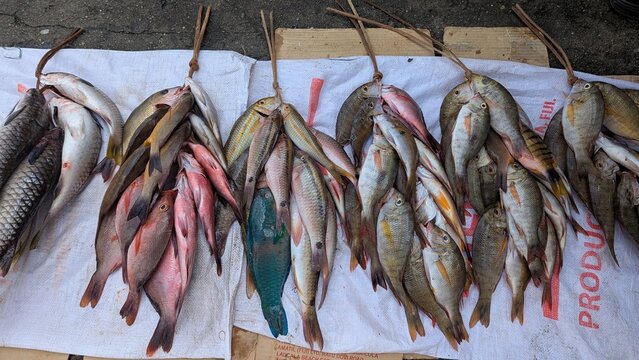 A variety of fresh fish for sale at local market in capital city Suva, Fiji in South Pacific
