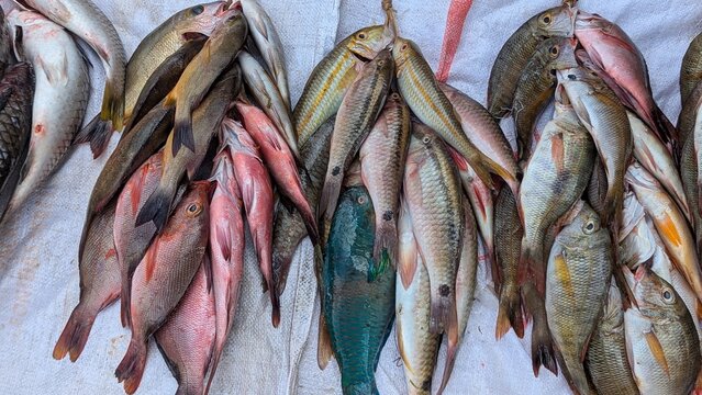 Bundles of colourful tropical reef fish for sale at local market in capital city Suva, Fiji in South Pacific