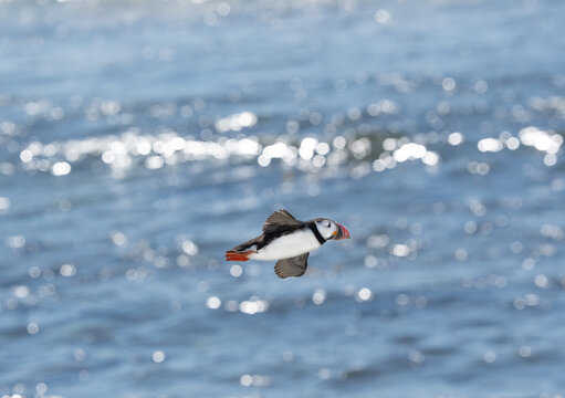 An Atlantic puffin flies out to sea to look for fish - Quebec