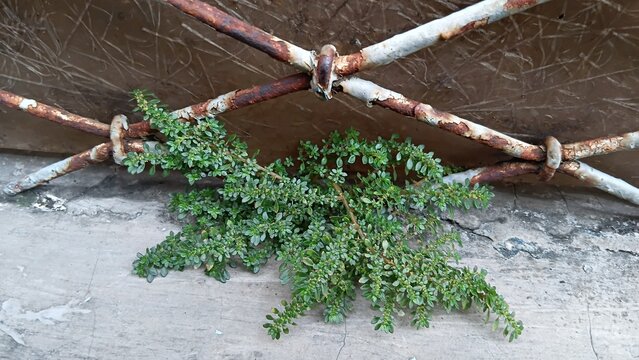 wildflowers growing on the fence wall