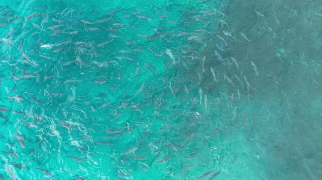 Aerial view of a large school of fish swimming in the turquoise tropical waters of Felicite Island, La Digue, Seychelles.