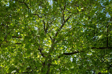Fototapeta premium up view in a tree with blue sky and green leaves