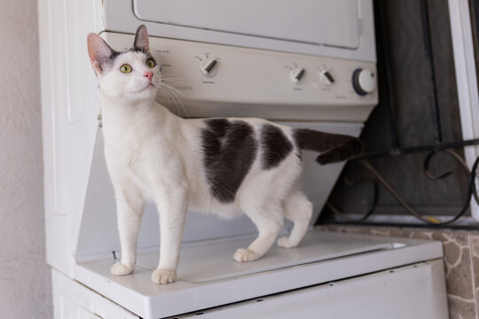 gato de dos colores sobre lavadora