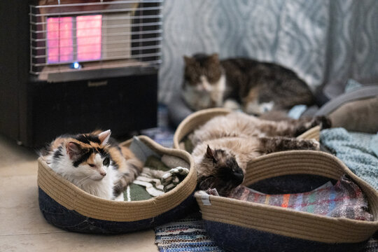 gatos con fr&iacute;o