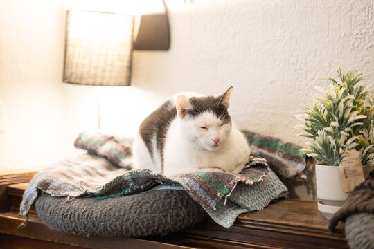 gato bicolor dormido
