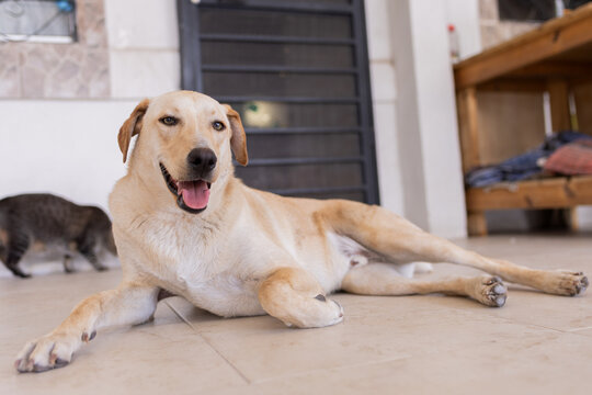 perro caramelo