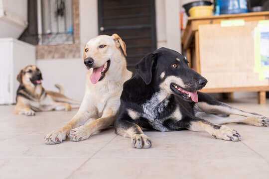 tres perritos sonriendo