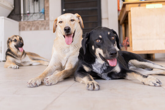 tres perros sonriendo