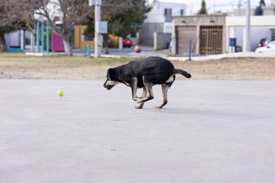 perro cachando pelota