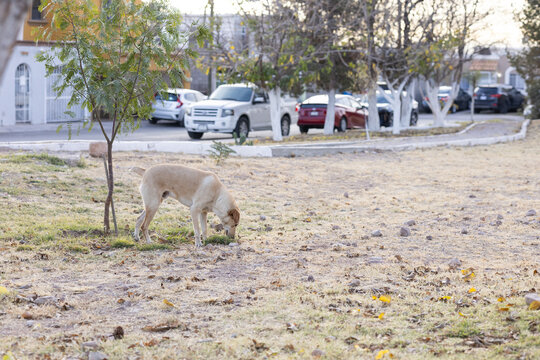 perro amarillo en parque
