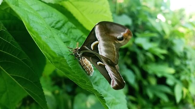 Giant silkmoth is perched on a fresh green leaf, showing the beautiful underwings. "Eri silkmoth," a species with the scientific name Samia insularis, Saturniidae family.