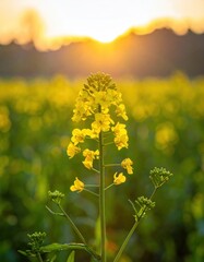 Fototapeta premium Yellow wildflower in sunrise field, soft bokeh, spring blossom, copy space, natural , rural landscape, floral advertising