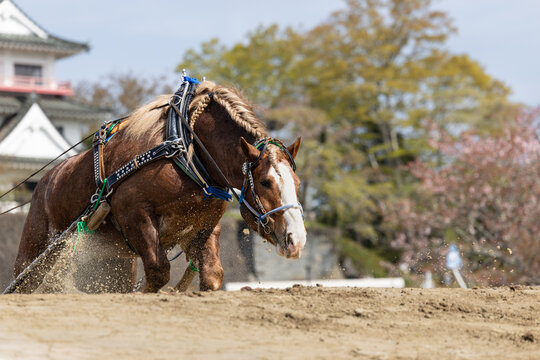 わくや桜まつりの東北輓馬競技大会 障害を超える輓馬
