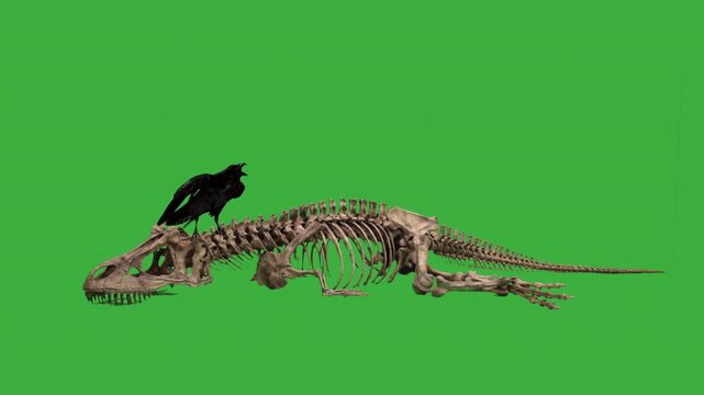 Raven standing on a dinosaur skeleton green screen