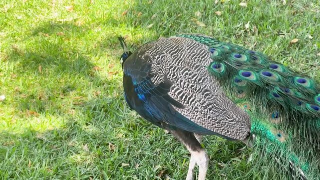 Pavo real en parque picoteando el pasto en busca de alimento