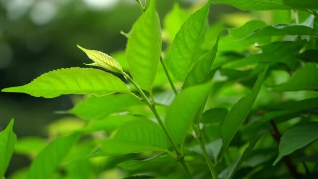 Smooth dolly-in video of swaying emerald leaves and young shoots. Clean copy space, soft bokeh highlights dew-kissed texture. Concept of fresh growth