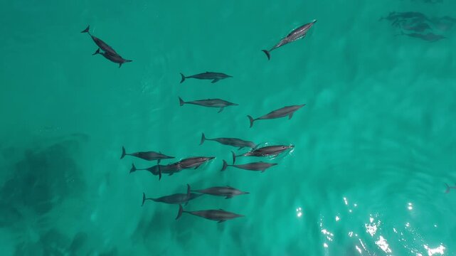 Aerial drone footage of dolphins swimming and jumping in the Maldives on a sunny day, 4k 30fps, 1 inch sensor