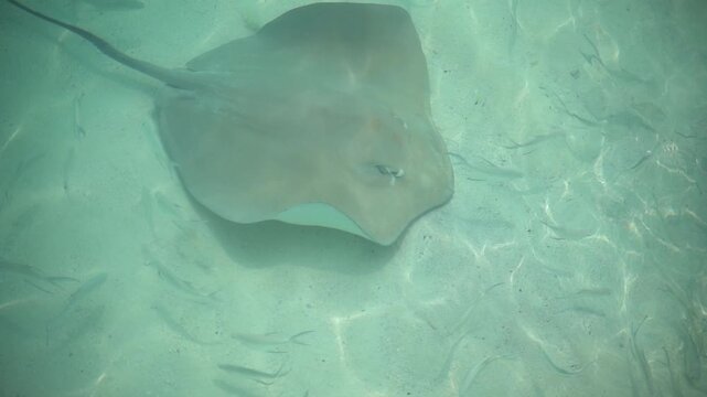 Manta rays swimming in a turquoise blue sea in the Maldives, 4k 30fps, 1 inch sensor