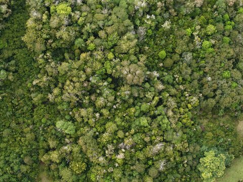 Vista a&eacute;rea bosque nativo sur de chile plano cenital