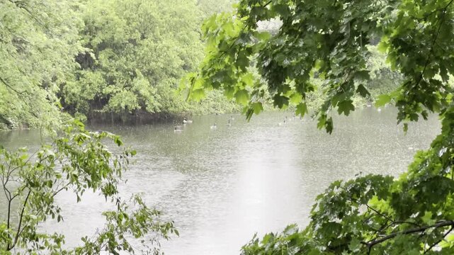 a plump or group of Canadian geese in the water during a rain storm