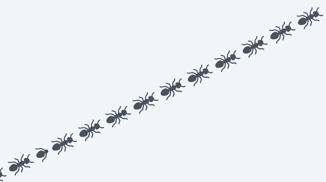 ants in a line.
