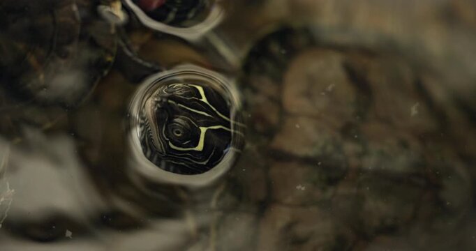 Closeup of a Western Painted Turtles Head Poking out of the Waters