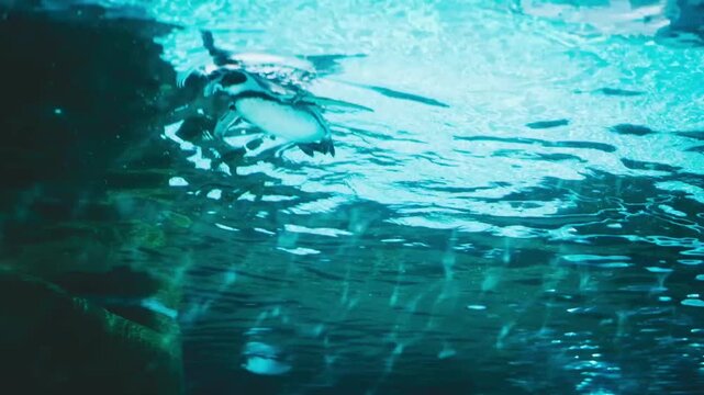 水槽の中で泳ぐペンギン