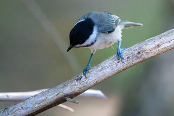 Chickadee in a tree in Spring. © Jeiel
