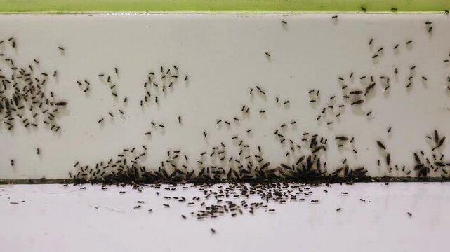 Close-up of Ants Crawling on Kitchen Countertop Surface