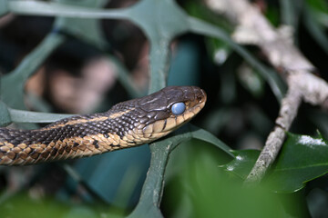 Obraz premium Garter snake with blue eyes molting season