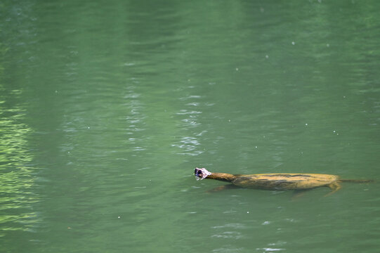 snapping turtle floating in a pond ithat is green with repples