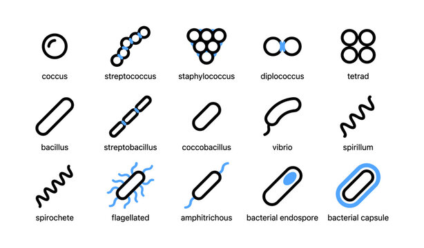Bacterial shapes and arrangements with labels on white background